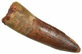Fossil Spinosaurus Tooth - Feeding Worn Tooth #370724-1